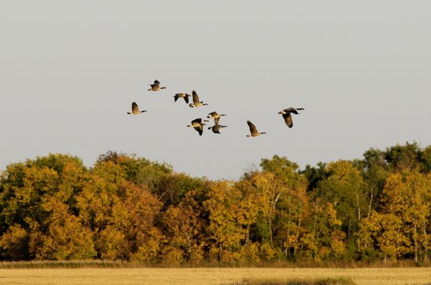 Migrating Canada goose flock.