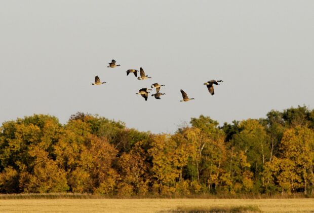 Hunting and Trapping on DUC Lands in Manitoba