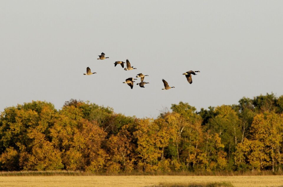 Migrating Canada goose flock.
