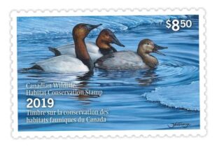 Canada duck stamp sales help fund conservation