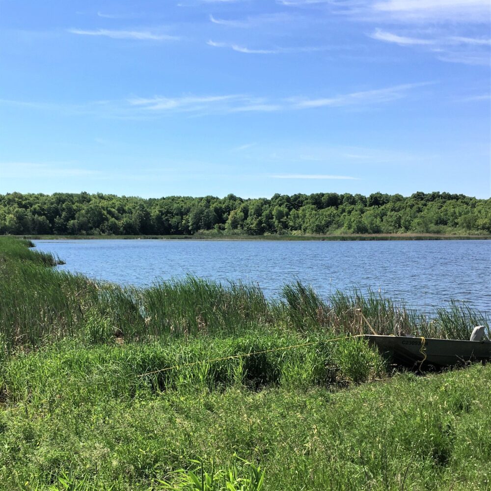 Howe Island is part of a chain of habitat hotspots along a migration path for birds on the Great Lakes.