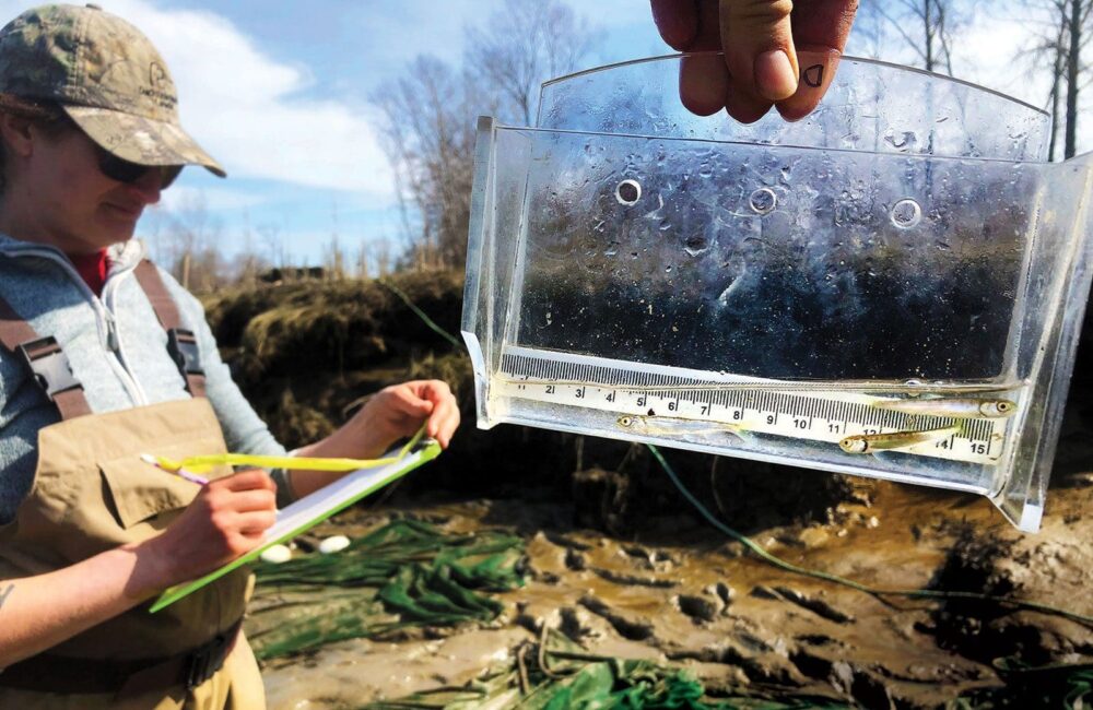 A juvenile Chinook salmon in examined in a viewer during DUC habitat conservation work in the Fraser River Estuary.
