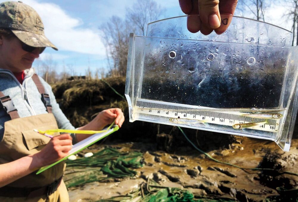 DUC conservation program specialist Sarah Nathan tracks juvenile chinook salmon on the Fraser River Estuary as part of the federal government's Coastal Restoration Fund project.