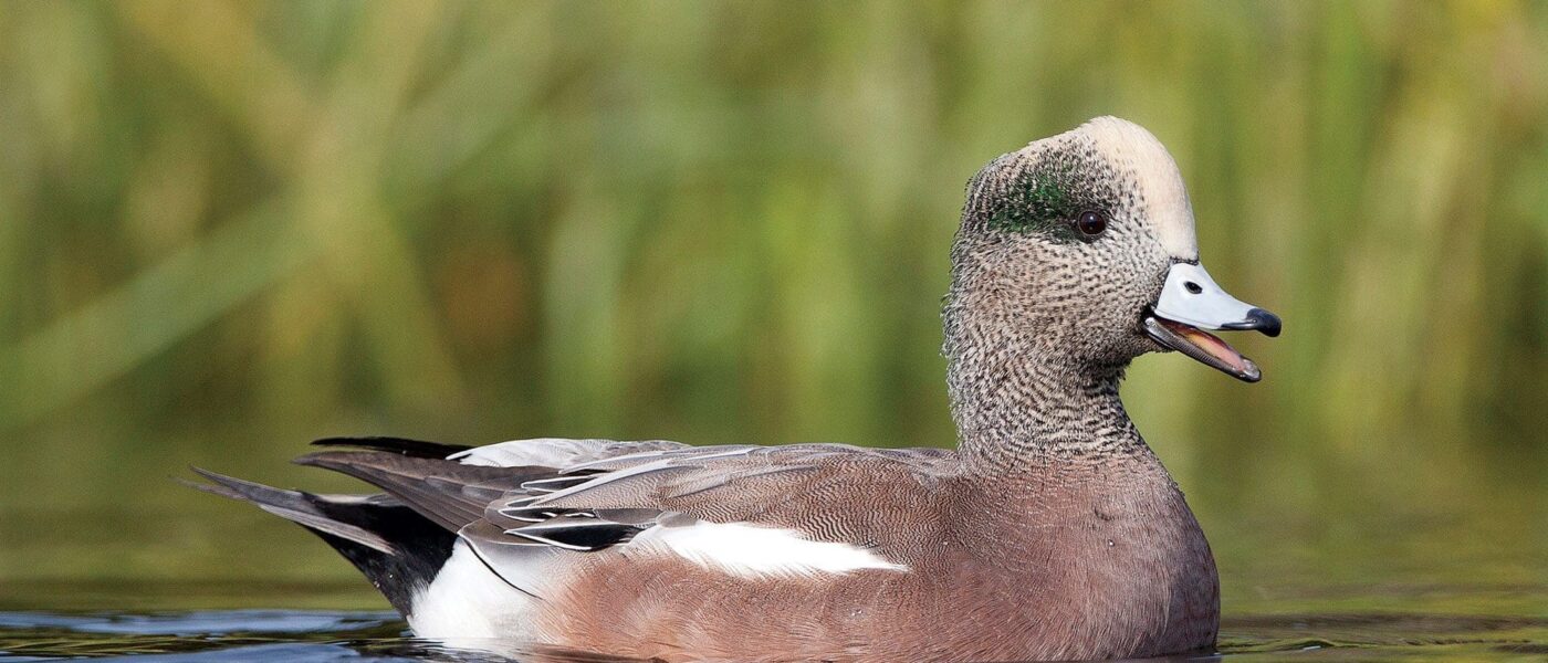 The Fraser River Estuary is an area of continental significance for waterfowl. Migration paths converge here, as waterfowl and shorebirds travelling from northern and Prairie breeding grounds stop to refuel on their way to winter in California, Mexico, Central and South America. Other species, like American wigeon, make the estuary their home year-round.