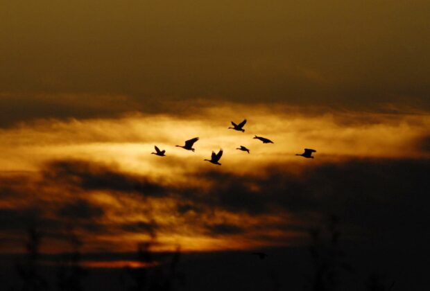 The fight to conserve our wetlands