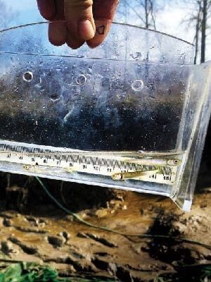 Fighting for the salmon and waterfowl of the Fraser