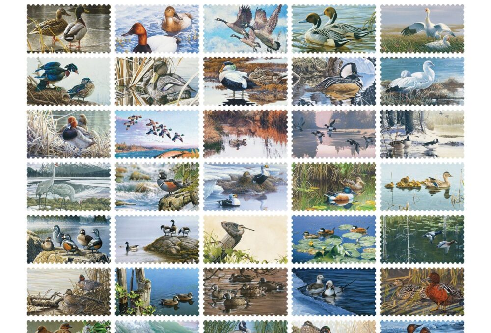 Thirty-five years of Canadian Wildlife Habitat Conservation Stamp sales have led to impressive investments in waterfowl habitat.