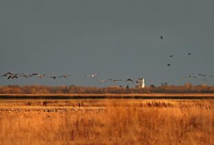 Sharing the responsibility and rewards of waterfowl habitat conservation