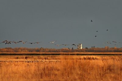 Sharing the responsibility and rewards of waterfowl habitat conservation