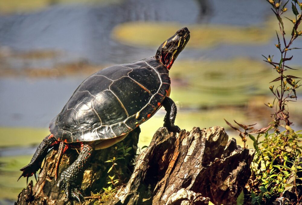 A turtle in the sun.