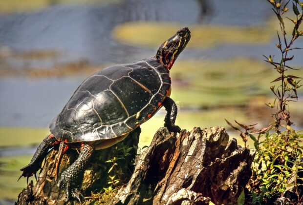 Can the aggregate industry make space for biodiversity?