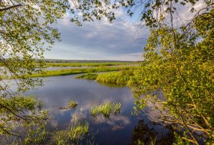 Lessons in adaptation help address sea-level rise at Musquash Marsh
