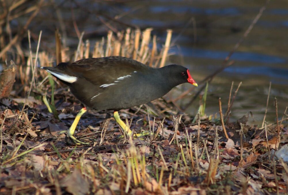 Common Gallinule