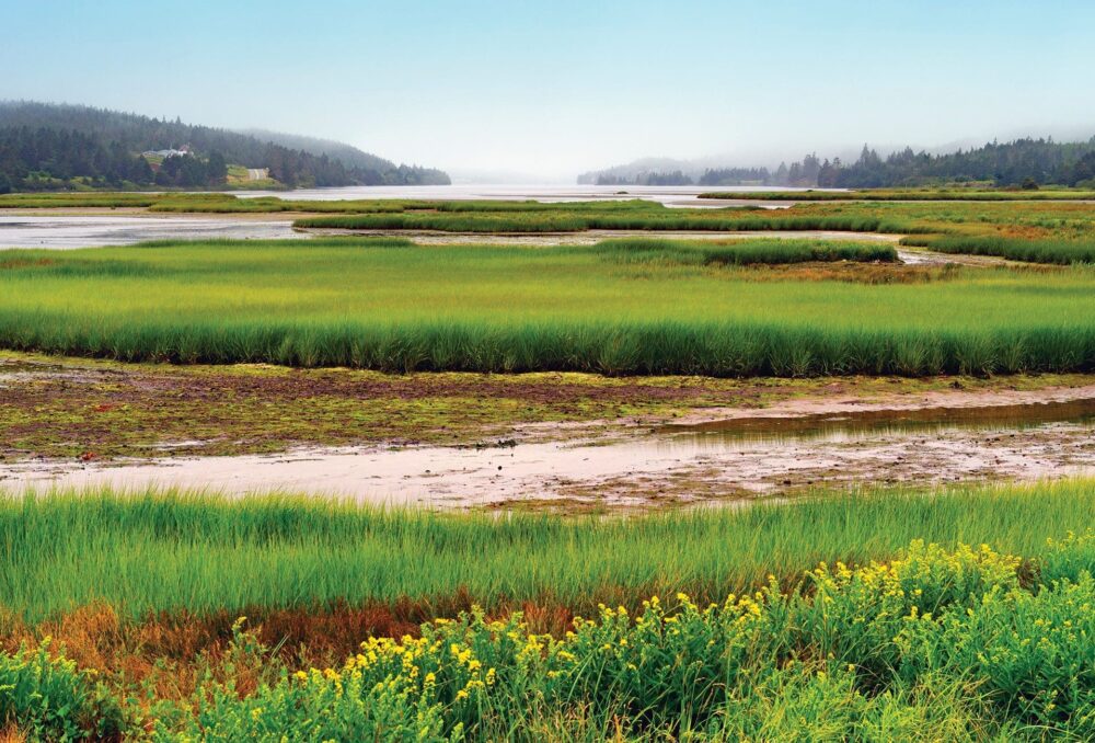 East coast salt marsh.