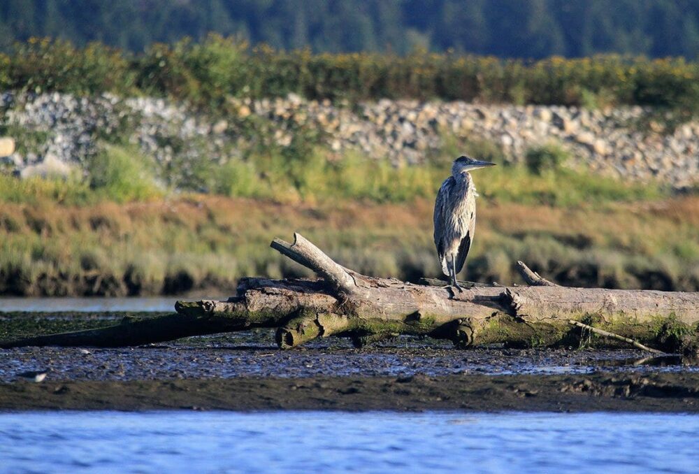 Tidal marshes are an essential resource in our environment.