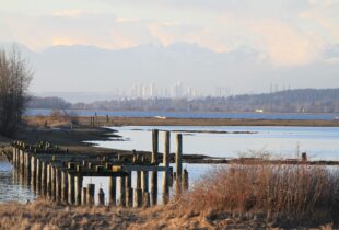 Management by measurement: Assessing the health of tidal marshes on B.C.’s West Coast