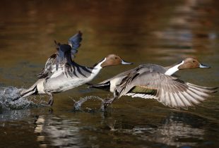 How Duck Flight Works