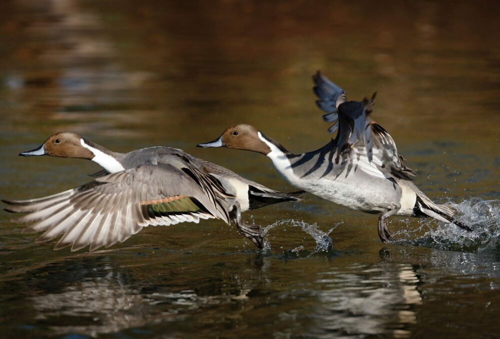 How Duck Flight Works — Ducks Unlimited Canada