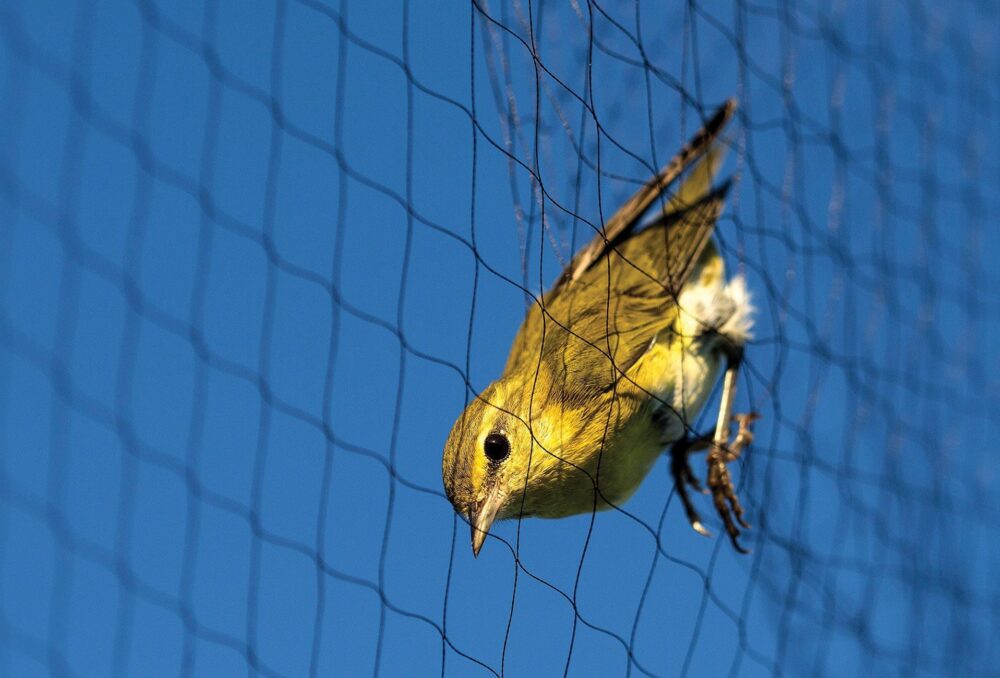 Lit by the first rays of morning, a Tennessee warbler is nabbed during a songbird banding session in September.