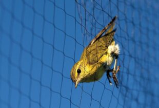 Songbird Banding at Oak Hammock Marsh
