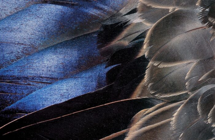 The deep indigo speculum of an American black duck lends a flash of colour to an otherwise muted, mottled bird. The speculum forms part of a duck’s secondary wing feathers, providing lift during flight.