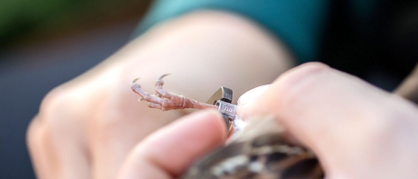 Lightweight aluminium anklets are placed on each netted bird. Year-over-year recaptures are rare, but earlier this fall, a common yellowthroat was caught with a band fitted at Oak Hammock Marsh in 2015.