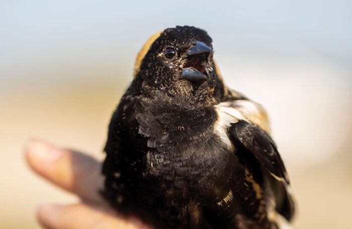 A noisy male bobolink chastises his captors as he awaits release. Listed as a species of concern in parts of Canada, bobolinks nest in fields and uplands surrounding Oak Hammock Marsh and other DUC wetland projects.