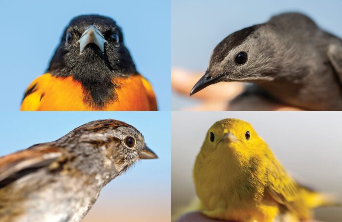 Sporting the vibrant patterns and colours of spring breeding plumage, birds captured during May and June are dressed to impress. Four of the 60 species caught and banded in 2019 include (clockwise from top left) Baltimore oriole, grey catbird, yellow warbler and swamp sparrow.