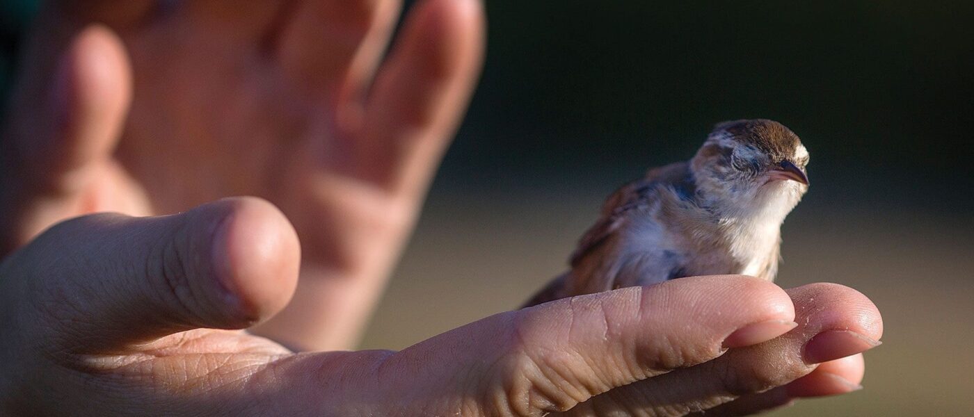 A moment of Zen, as a marsh wren closes its eyes and prepares for takeoff. True to its name, marsh wrens thrive in wetlands across much of Canada, their vociferous, chattering calls a staple of the marsh chorus.