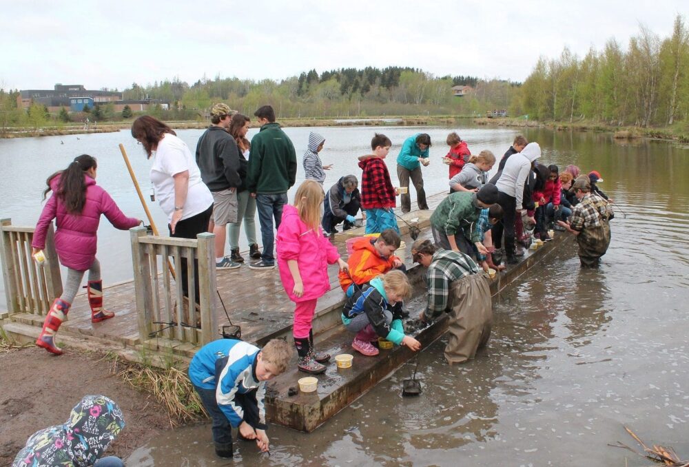 Students critter-dipping at a marsh. 