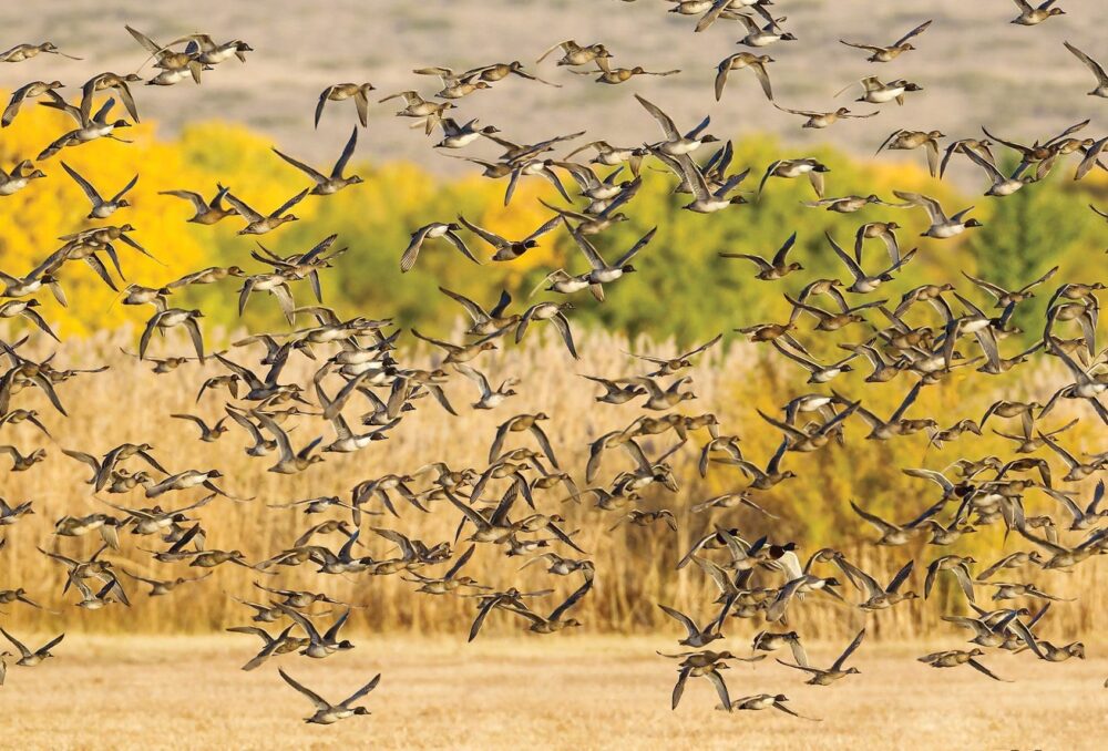 Ducks like pintail and other species have benefitted from the North American Wetland Conservation Act funding spent to conserve and protect important waterfowl habitat in Canada.