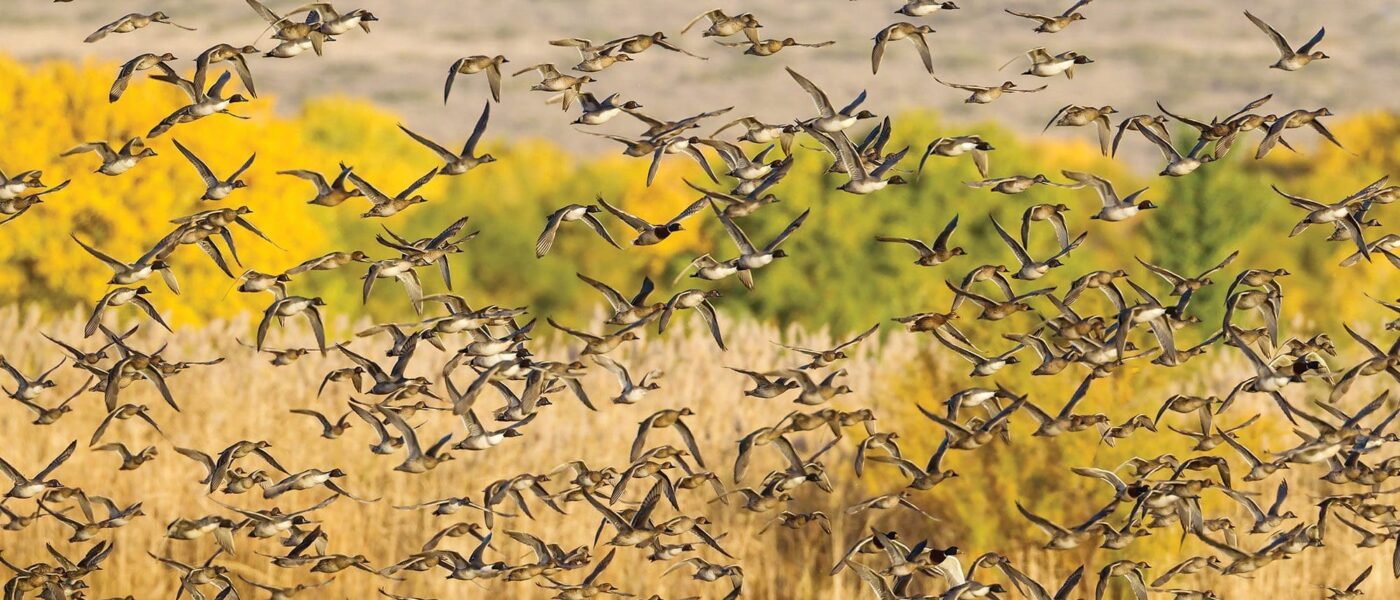 Flock of northern pintail and other ducks. 