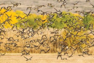 Celebrating 30 years of the North American Wetlands Conservation Act