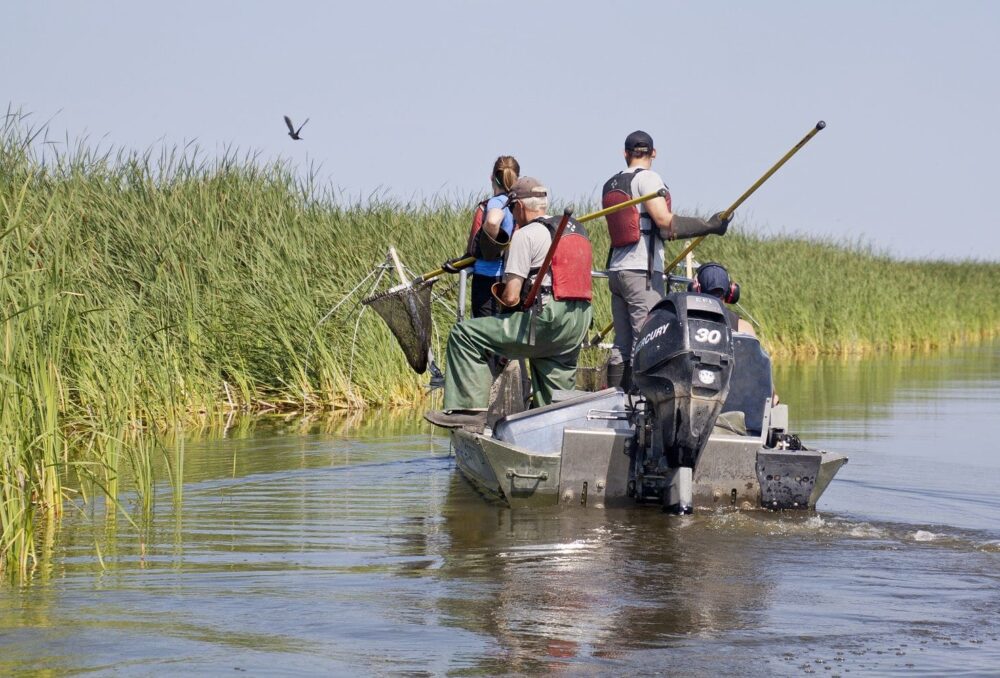 The Endowed Chair in Wetland and Waterfowl Conservation at USask will teach and mentor future scientists, conservationists, and wildlife managers