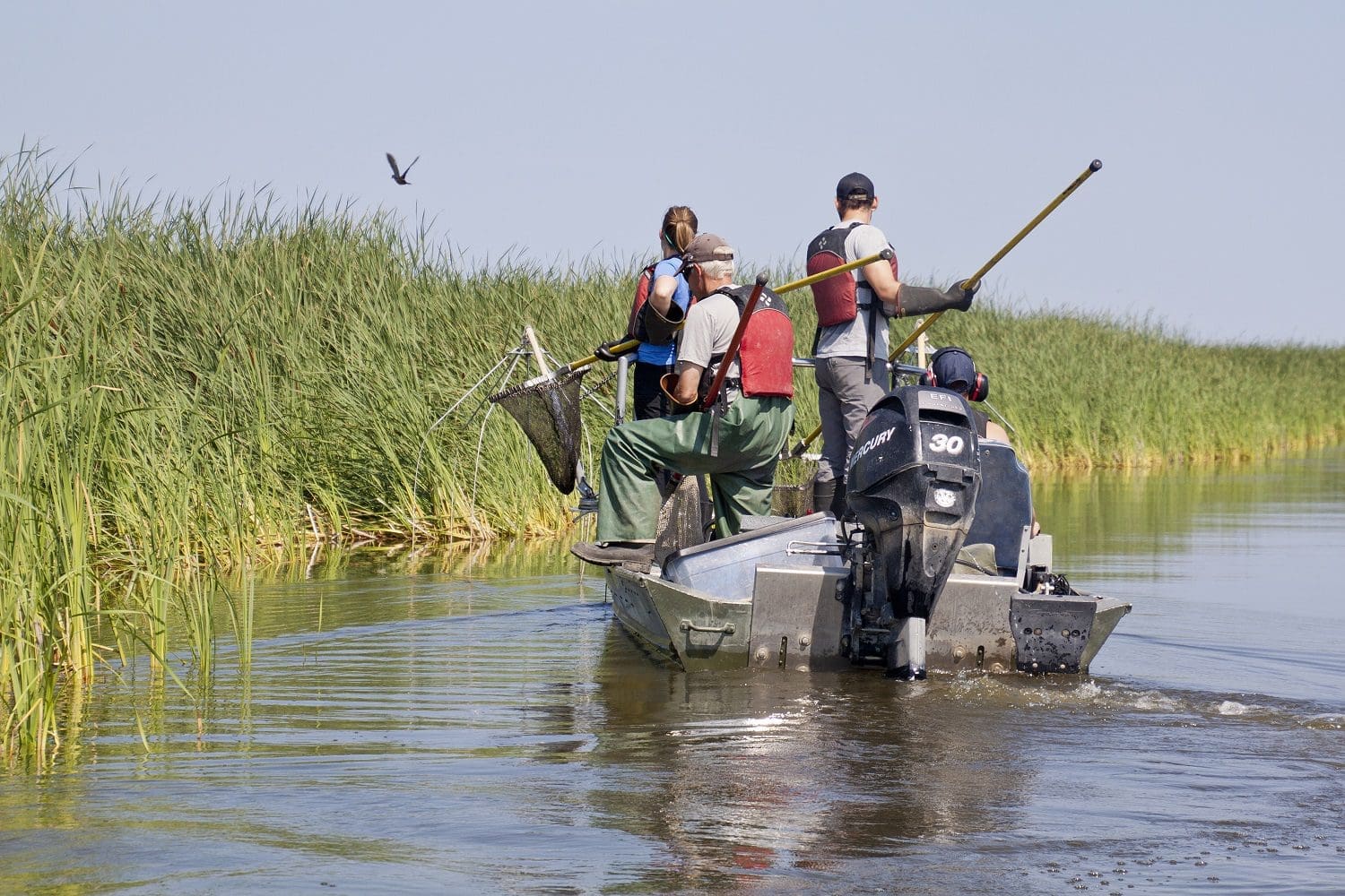 Research team conducting electrofishing at Delta Marsh.