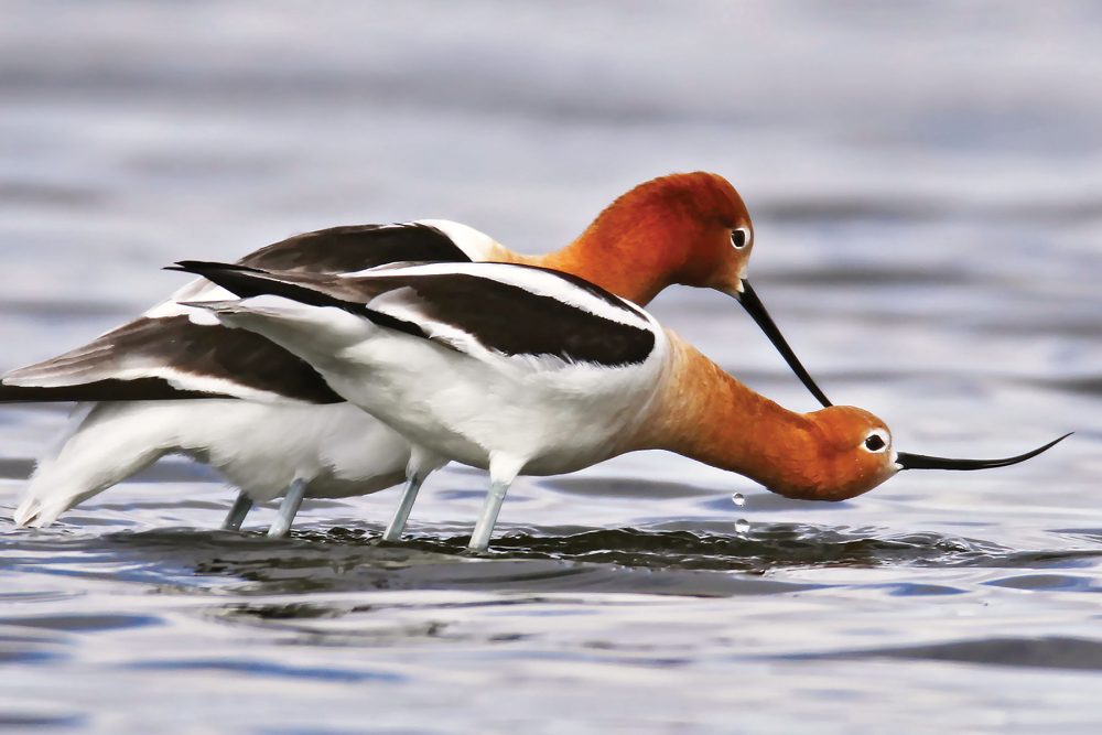 American avocets in courtship.