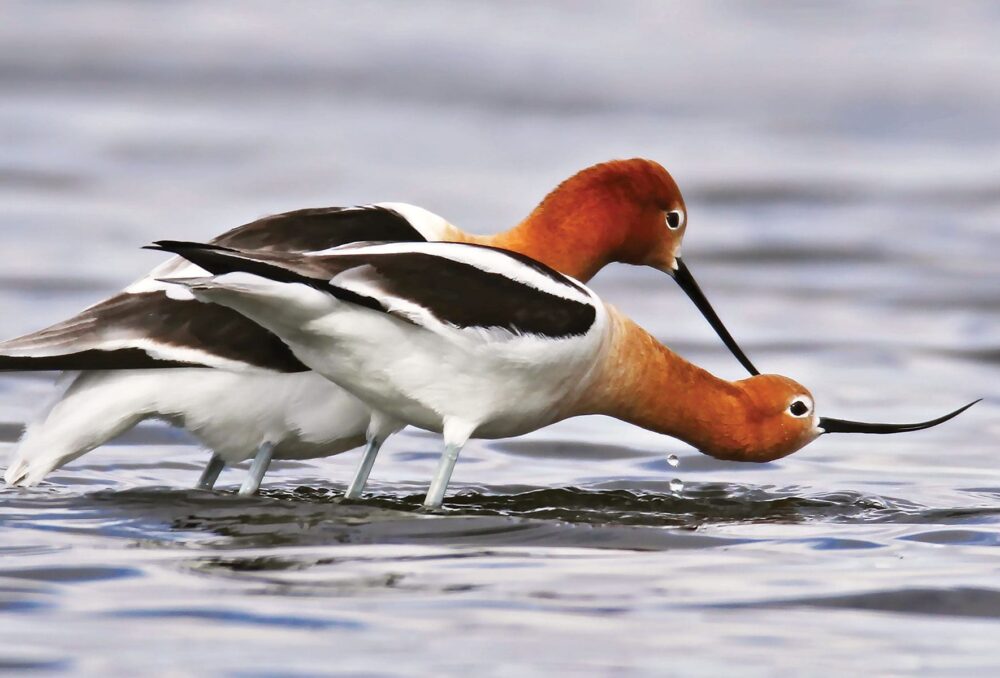 American avocets in courtship.