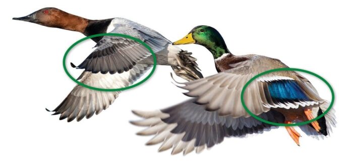 Left to right: primary feathers are found on the wing furthest from the body; secondary feathers are shorter flight feathers anchored to the 
