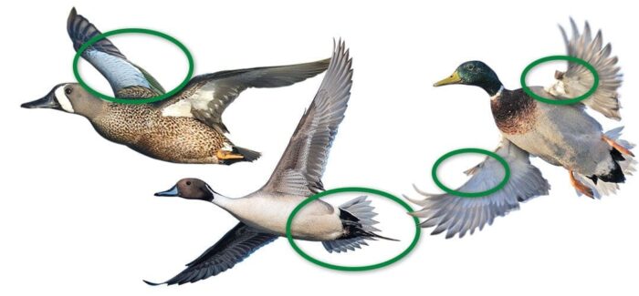 Left to right: Wing coverts, tail feathers, and winglets.