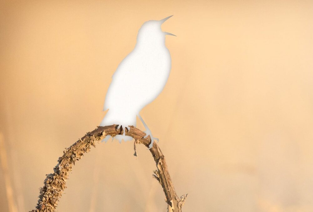 What is the Littoral Zone? – Bird Collective