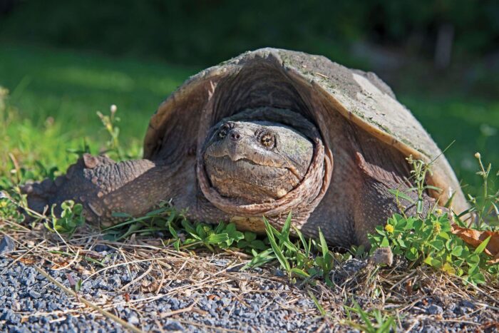 Wildlife like snapping turtles rely on habitat at Bill Cooper’s marsh.
