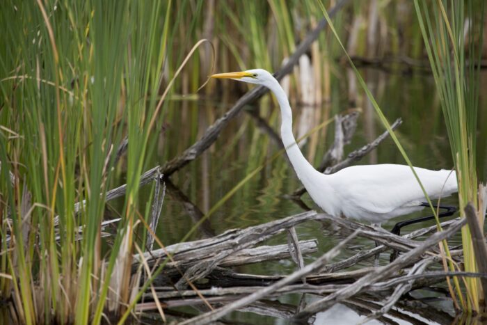 DUC is investing in phragmites education and removal to protect our thousands of wetland habitat projects in Ontario. In our search for answers, we’ve found reasons for hope and ways for everyone to help.