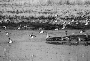 Urban wetlands are the focus for coastal cities