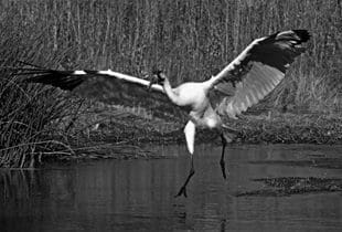 Where did the whooping cranes go?