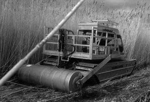 Invasive phragmites and the wetlands of tomorrow