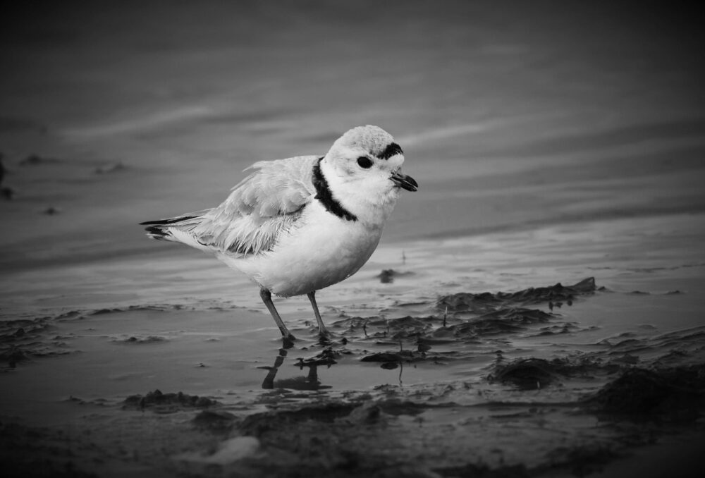 The piping plover is 1 of more than 50 at-risk species that breeds in the Prairie Pothole Region. 