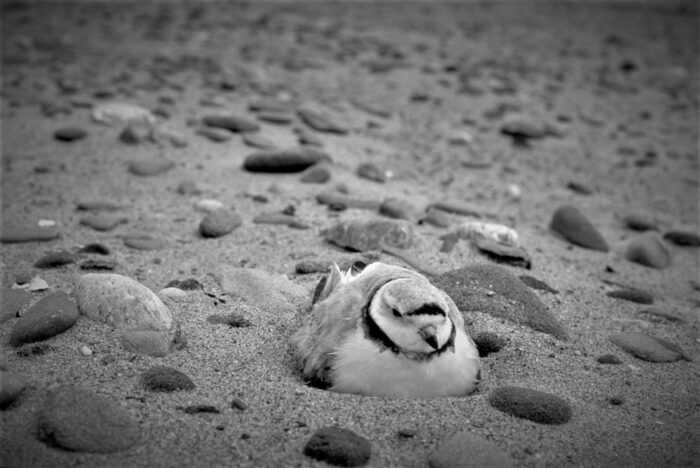 Piping plovers nest above the normal high-water mark on sandy or gravel-sand beaches.