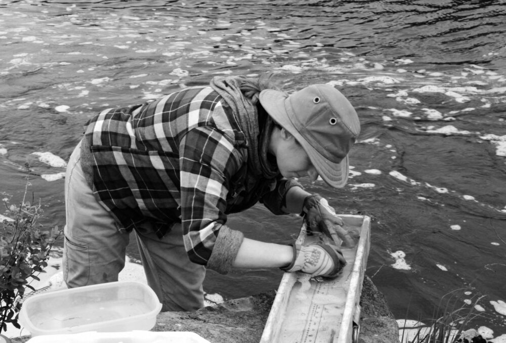 A student researcher measures and tags an alewife before it swims up the fish ladder at Missaquash Marsh.