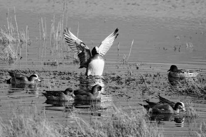 Urban wetlands are home for waterfowl and other wildlife, in addition to helping protect cities in the event of flooding, wildfires, and other nature events.