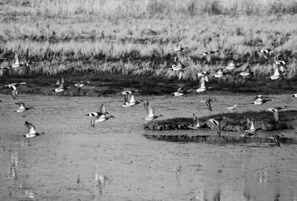 Coastal wetlands help mitigate the effects of sea-level rise, protect against storm surges, and provide many recreational opportunities. 